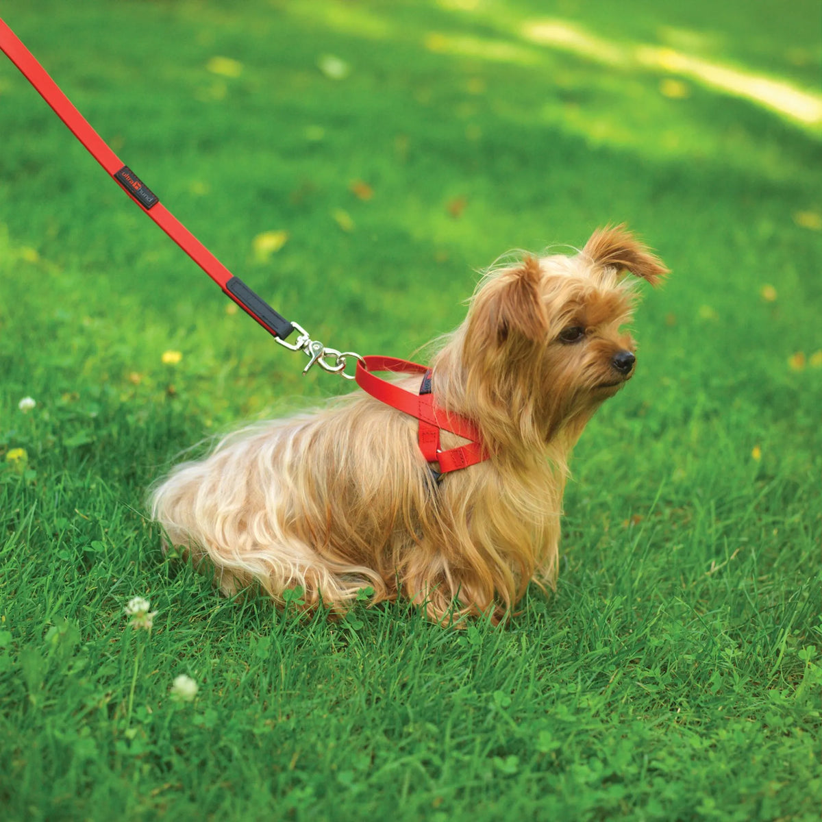 No-Pull Dog Harness