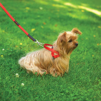 No-Pull Dog Harness thumbnail 3